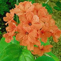 Cordia sebestena, Orange Geiger Tree