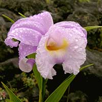 The terrestrial orchid, Sobralia warscewiczii