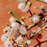 ripening female cones of the gymnosperm Ephedra ciliata.