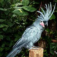 Palm Cockatoo