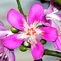 A flower of the tropical tree Ceiba speciosa formerly called Chorisia speciosa