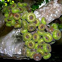 Ficus auriculata fruit