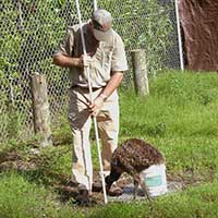 I am sampling a storm drain for mosquito larva with my assistant a young Emu. This is part of the successful mosquito larvae control program at Parrot Jungle Island.