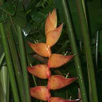 Heliconia champneiana