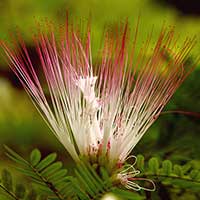 Calliandra surinamensis is found in the Guianas region of northern South American.