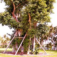 This Ficus altissima was completely blown down in Hurricane Wilma. It is recovering well with new steel structural supports and induced aerial roots