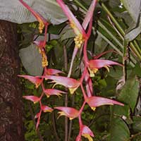 The pendant inflorescence of Heliconia collinsiana
at the base of Volcan Mombacho, Nicaragua.