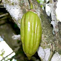 A fruit of Parmentiera aculeata, Cuajilote