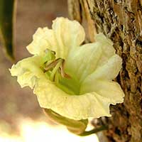 A flower of Parmentiera cereifera, the Candlestick Tree
