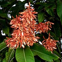 Triplaris sp. in bloom. Triplaris cumingiana is native to Northern South America.