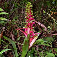 The hummingbird pollinated bromeliad, Werauhia ororiensis from the slopes of Volcan Poas, Costa Rica.