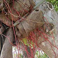 Two month old aerial roots on Ficus benghalensis, already growing through the burlap medium.