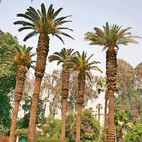 A grove of Phoenix dactylifera, the edible date palm, photographed in
Orman Botanic Garden, Giza, Egypt.