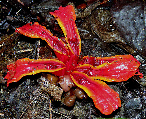 The terrestrial inflorescence of Etlingera megalocheilos in Gunung Gading, Sarawak, Malaysia