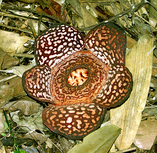 This parasitic plant, Rafflesia pricei is one of the largest flowers in the world. This photo was taken at Poring Hot Springs on the east side of Mt. Kinabalu, Sabah, Malaysia.