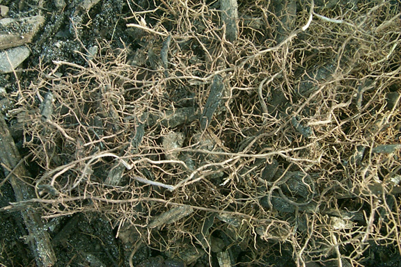 Roots from a Black Olive, Bucida buceras