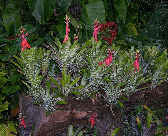 Display of Aechmea chantinii at Parrot Jungle Island, one the bromeliads sampled for mosquito larvae.