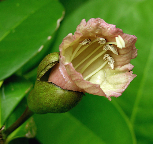 Black Calabash, Amphitecna latifolia flower