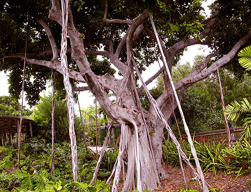The aerial roots on this Ficus benghalensis at Parrot Jungle Island were all induced in 2000.