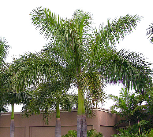 Royal Palm Tree - Varieties, How to Propagate and More - A-Z Animals