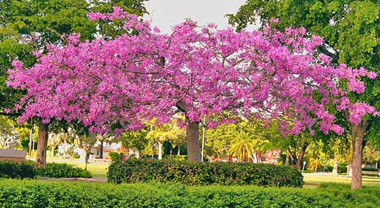 Silk floss tree (Ceiba speciosa) blooms during or after leaf drop.