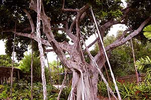 Ficus species
