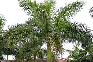 Royal Palm Bugs