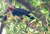 Red-Bellied Woodpecker looking for insects